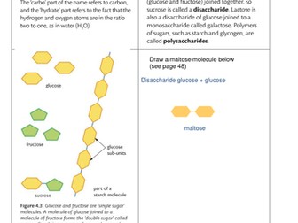 carbohydrates extension work iGCSE biology Edexcel