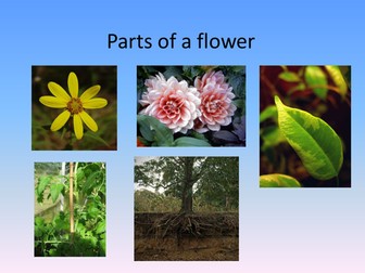 Parts of a Flower
