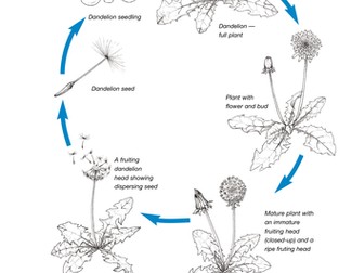 Life Cycle of a Plant