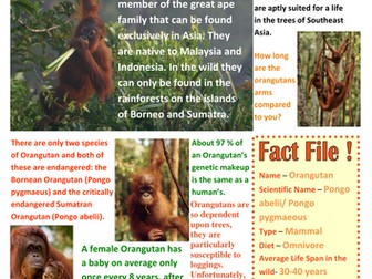 Orangutan Fact Sheet