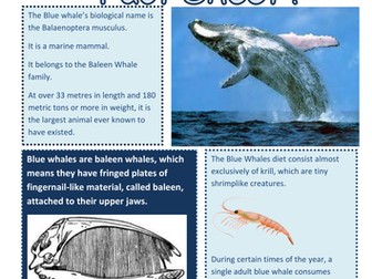 Blue Whale Fact Sheet