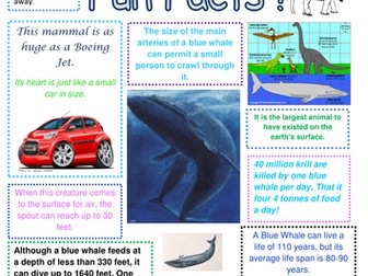 Blue Whale Fun Facts