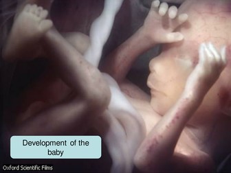 Foetal development