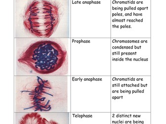 Stages of Mitosis