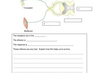 B6 Brain and Mind: Do gamers have faster reflexes?