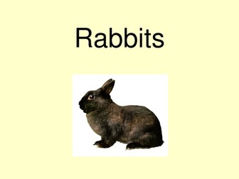 Rabbits powerpoint book