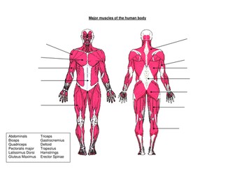 Muscles of the human body