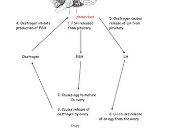 Menstrual cycle flow chart and worksheet