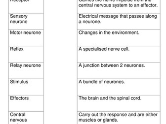 Nervous system key words worksheet