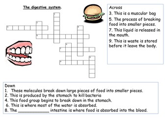 The digestive system crossword