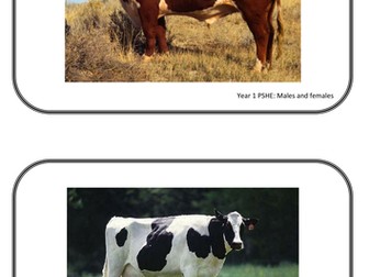 Male and Female Animals