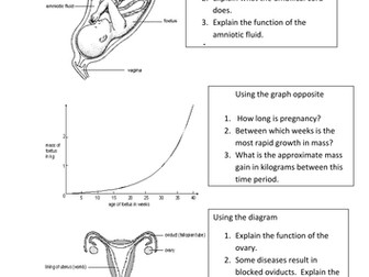 Pregancy worksheet