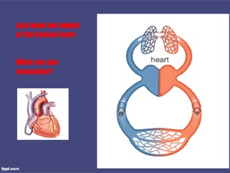 The skeleton and muscles Powerpoint and worksheets