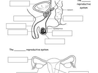 Blank Diagram Of Human Reproductive Systems : Reproductive System