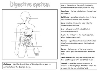Label the digestive system