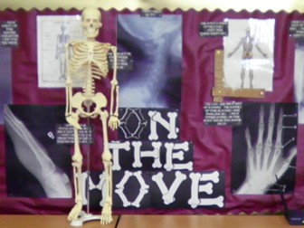 Skeleton skeletons and bones