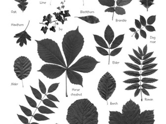 Leaf Identification