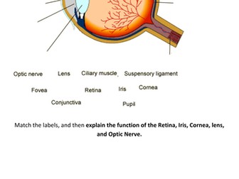 The Eye, Nervous system, Neurones revision