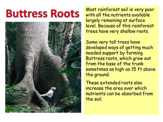 Rainforest vegetation cards