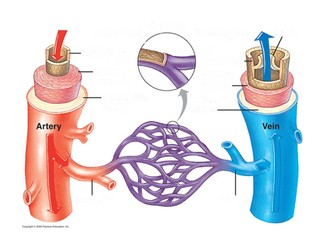 Cardiovascular system function