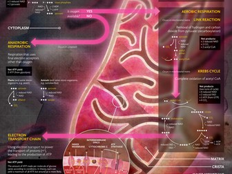 Poster on cellular respiration