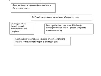 Genes: Transcription Regulation by Oestrogen