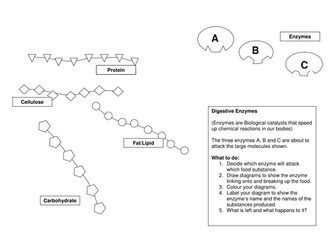 Printables Enzyme Activity Worksheet climate change imaginative writing worksheet by motllorrac enzymes action animation and worksheet