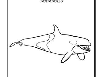 Cool Colouring Pages: Killer Whale Orca