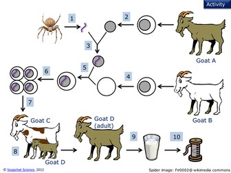 Genetic engineering and the spider goats