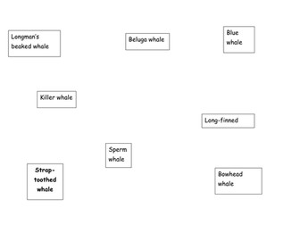 Identification Key of Whales