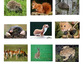 British wild animals