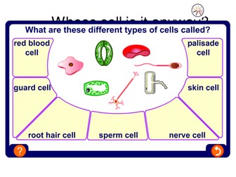 Cells tissues and organs