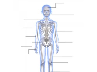 Label the bones of the body
