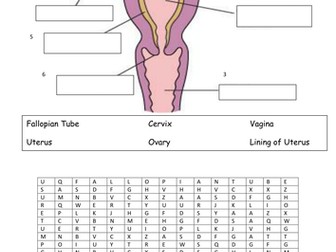 Printables Female Reproductive System Worksheet female reproductive system by vinnie254 teaching resources tes system
