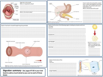 IGCSE Digestion learning mat