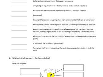 Behaviour and Reflexes