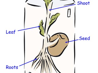 Label the bean plant