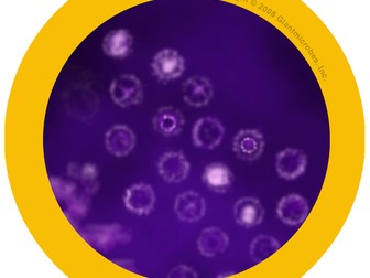 Secondary - Introduction to Microbes: Multimedia