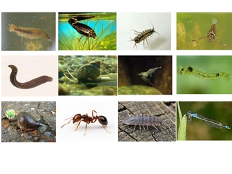 Fact file for freshwater mini-beasts