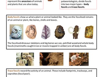 Fossils - factsheet