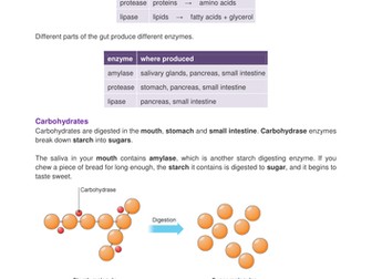 Enzymes - factsheet