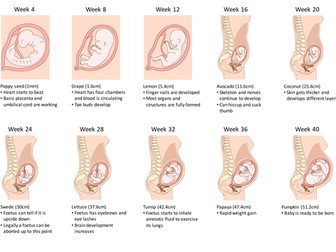 Foetal development - worksheet