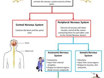 Nervous system - factsheet