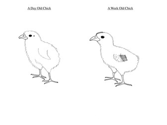Comparing chicks