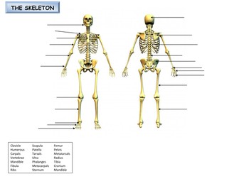 Label the skeleton