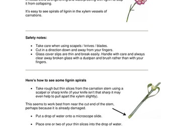 Microscopy - looking at xylem & specialised cells