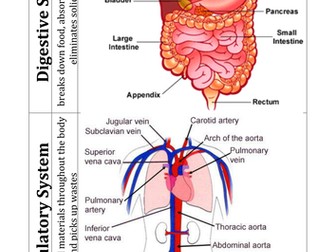Tissues, Organs and Organ Systems