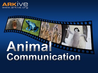 Animal Communication