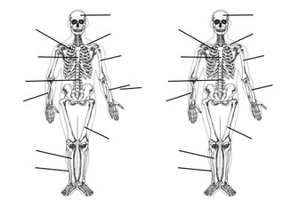 Skeletal System