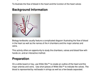 Heart and the Cardiac Cycle tactile model